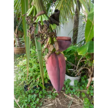 Banana Flower